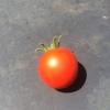 tomato